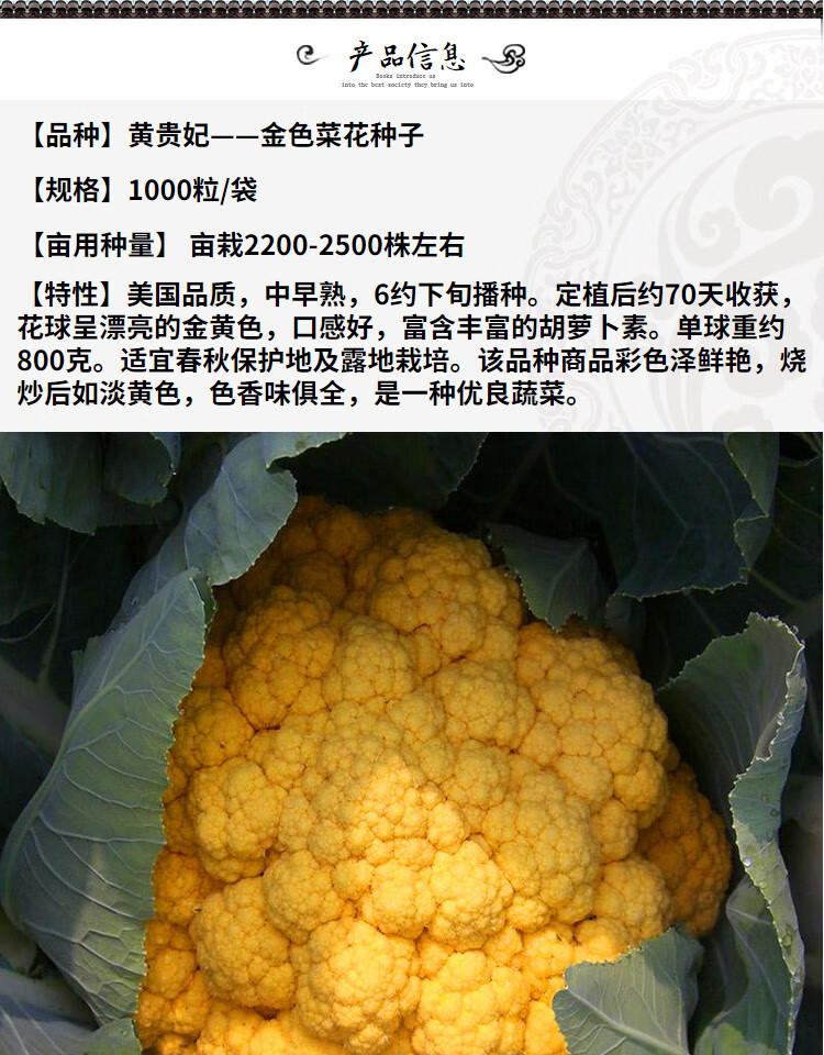 紫色花菜种子 特色紫色菜花种籽 花椰菜种籽 稀有蔬菜品种 紫晶1号20