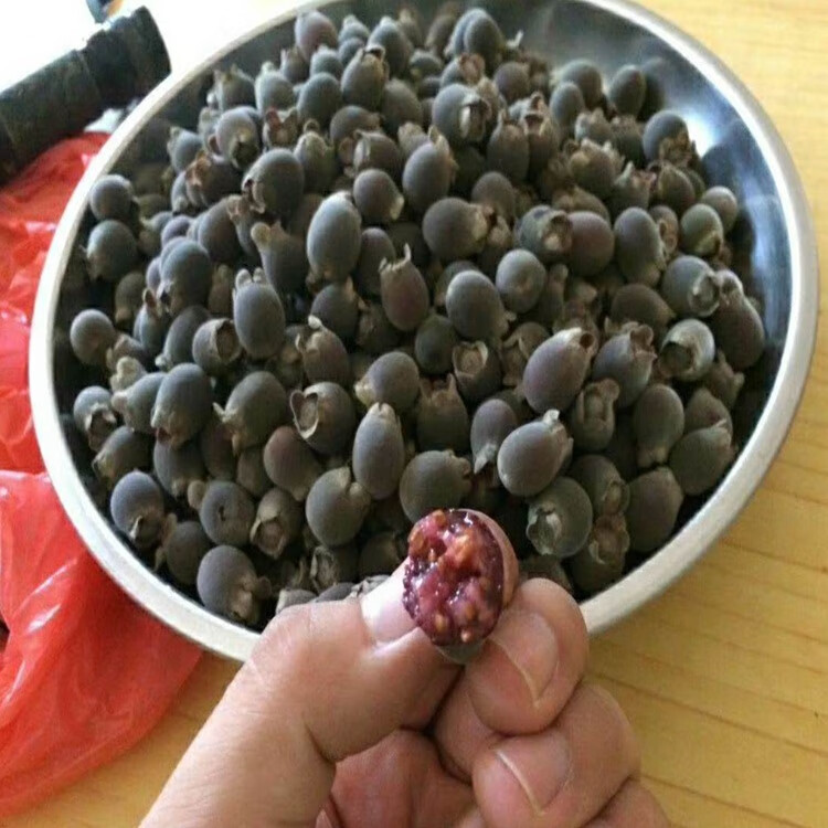 山稔子干山捻子干山棯子干桃金娘干果新鲜多尼果山念子果 果山念子果