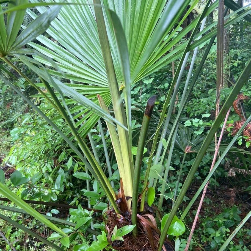 棕树叶草绳农家包粽子专用绳子天然草绳天然无公害无污