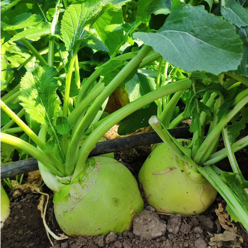 山东新鲜生芥菜 大头菜 疙瘩菜辣菜 下饭咸菜 2.5kg