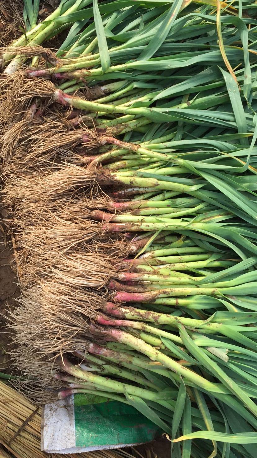 农家自种香蒜苗新鲜蔬菜红头蒜苗红皮蒜苗传统土蒜苗3斤新鲜火锅食材