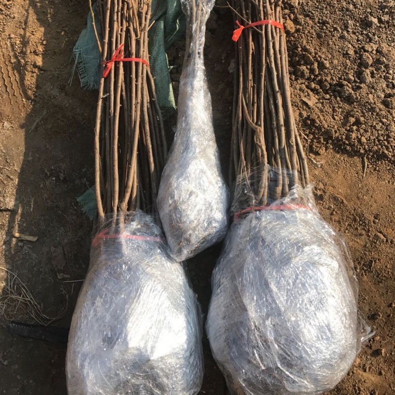 昊兰诺新品种特大黄金奈李蜂糖李子苗正宗嫁接果树苗南北方庭院种植