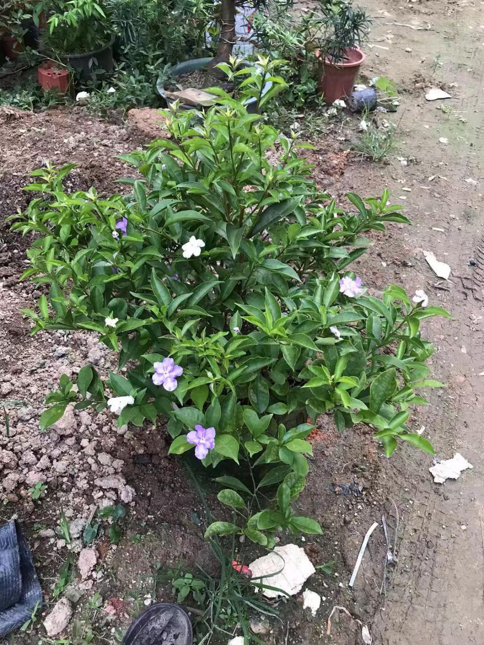 鸳鸯双色茉莉花树苗浓香型办公室阳台四季开花的木本花卉盆栽 带花苞