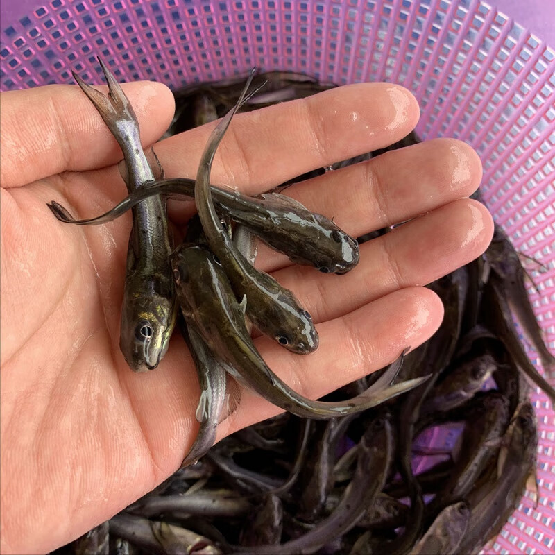 老扣斑點叉尾鮰魚苗 回魚 鉗魚種大型魚苗溝鯰魚養殖淡水魚苗活體 4-6