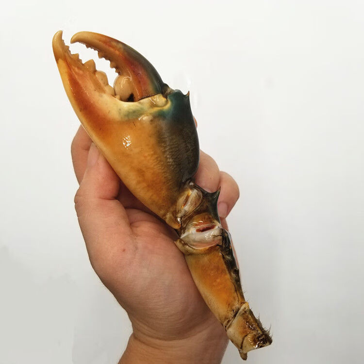 闻度鲜新鲜大青蟹脚蟹钳6斤多肉肥梭醉非麻辣罐装即食香辣蟹脚2/1/0.