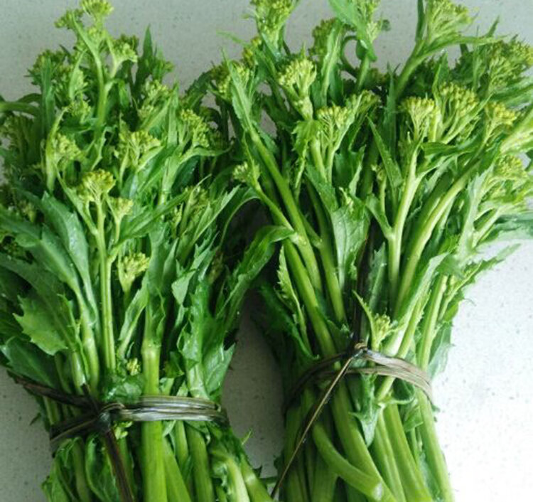 四川辣菜种子冲菜芥菜苔菜心下饭菜春夏秋冬四季耐热寒蔬菜种孑籽大尖