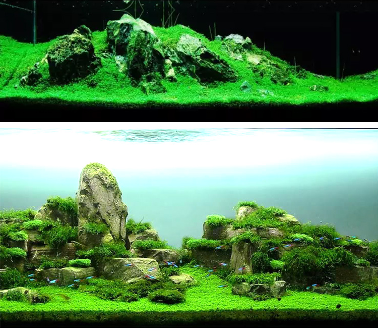 日本珍珠草爬地矮珍珠水草盒装鱼缸造景前景草坪淡水植物迷你日本矮