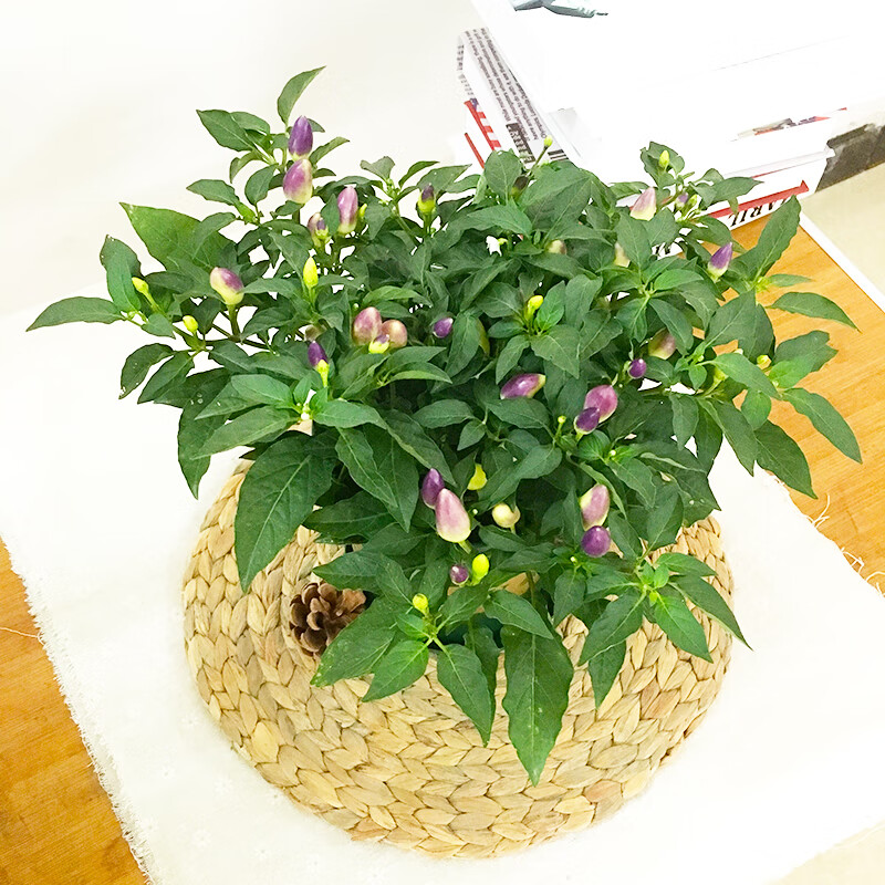 五彩椒朝天椒苹果椒七彩椒盆栽食用观赏辣椒苗阳台庭院绿植物彩椒带
