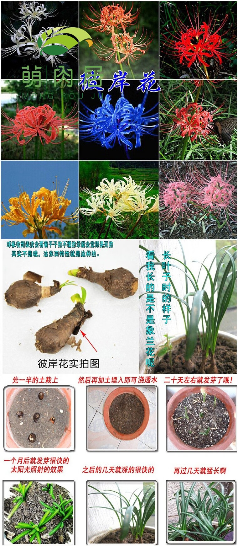 靜劍紅塵 彼岸花種球 石蒜種球 彼岸花曼珠沙華曼陀羅花 含盆含土栽好