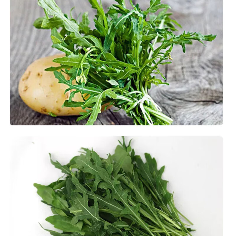 野菜芝麻叶新鲜生菜芝麻菜火箭菜新鲜即食西餐蔬菜沙拉生菜食材500g