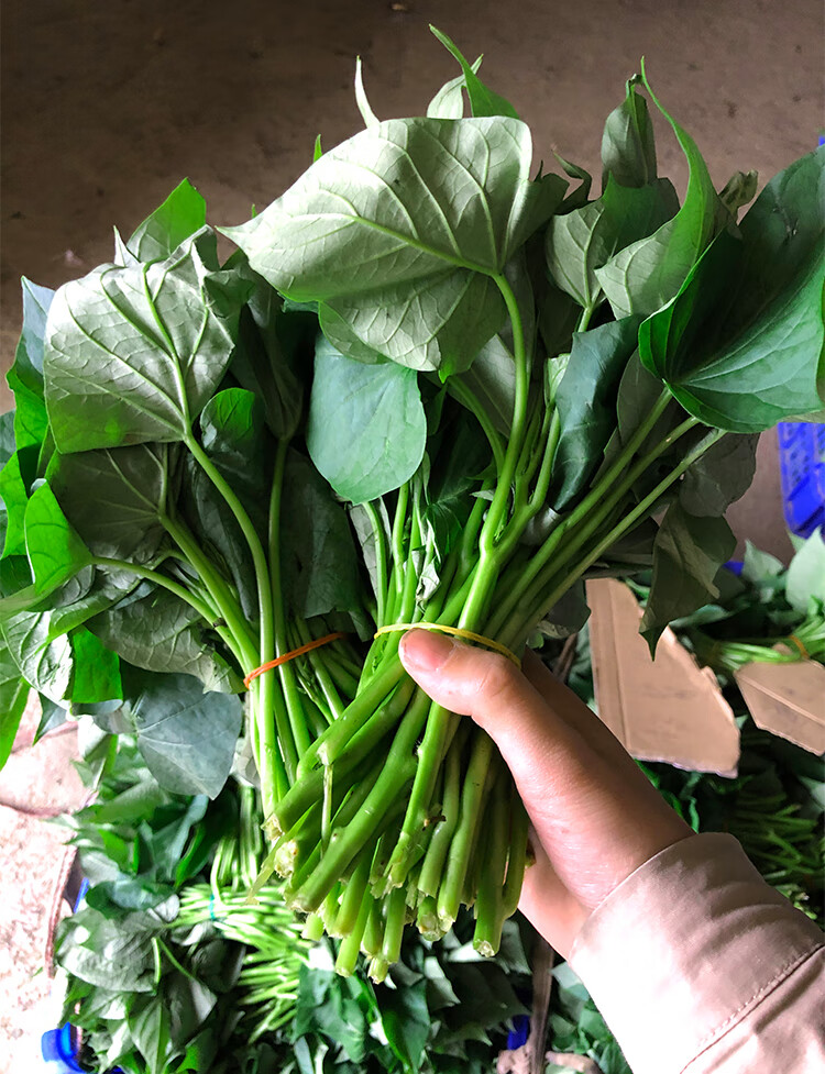 红薯叶嫩尖新鲜地瓜叶食用叶菜类新鲜蔬菜1500g