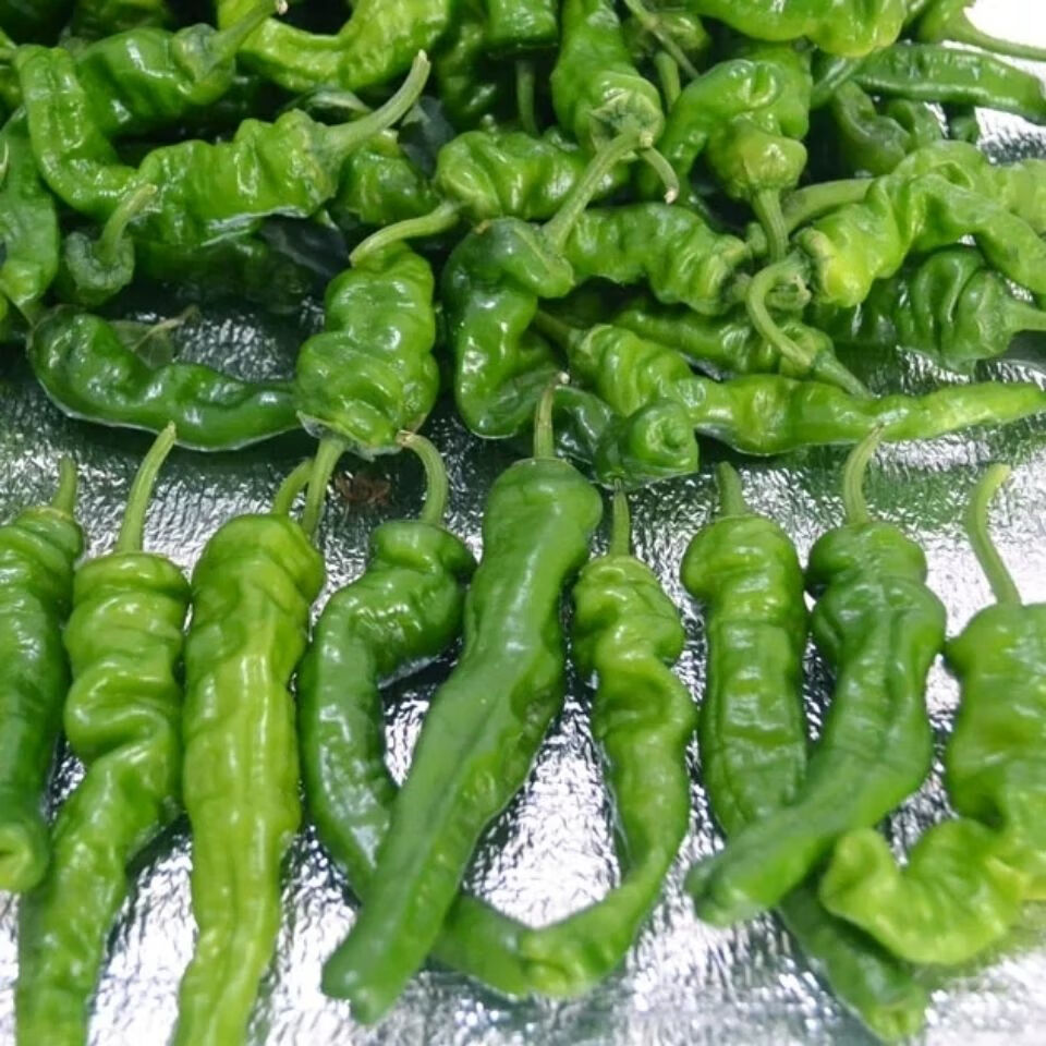 香馜 江苏徐州辣椒新鲜特辣皱皮辣椒薄皮辣椒炒辣子鸡辣椒3/5斤整箱