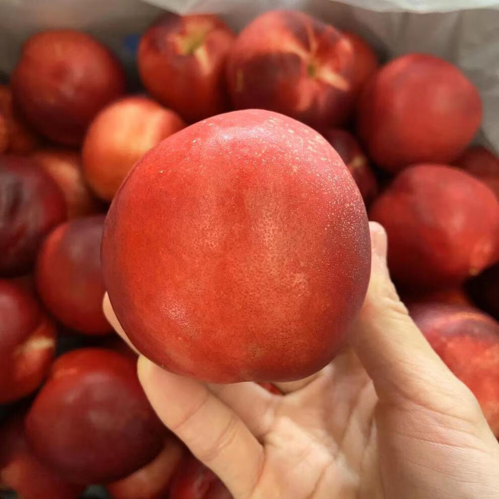 爵妃 桃驳李新鲜油桃 脆甜可口当季时令鲜果桃子整箱 年货送礼 生鲜