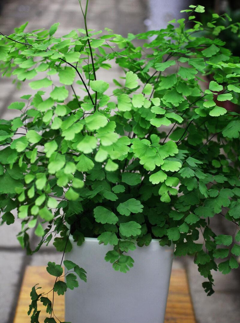 绿植花卉耐培 铁线蕨盆栽铁丝草多年生常绿草本观叶绿植带土 茂盛