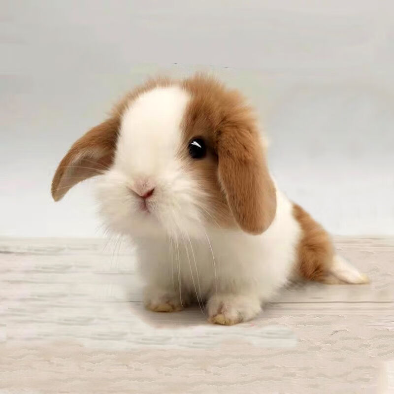 【京选推荐】侏儒小兔子活物宠物小型垂耳小兔活小白兔子活物一对茶杯