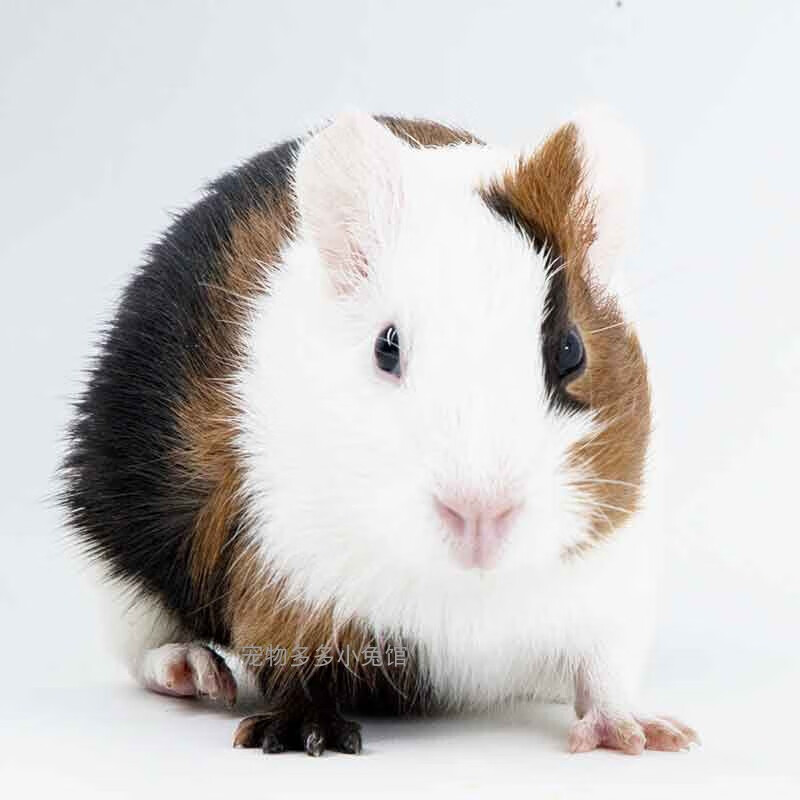 【京选推荐】自家繁殖宠物短顺豚猪荷兰猪粮食活猪猪彩豚荷兰鼠活物