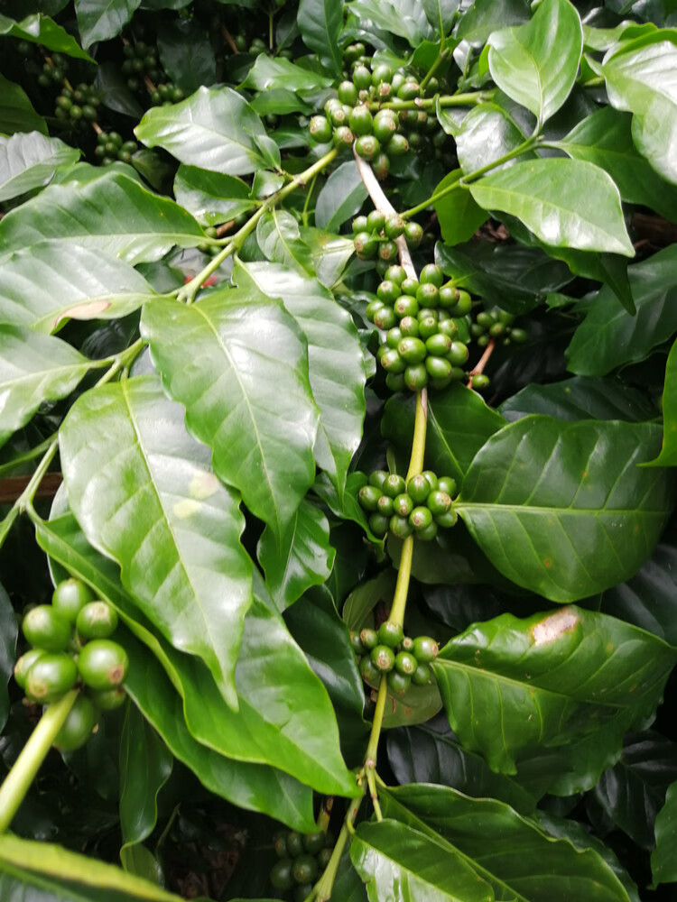 普洱咖啡豆云南小粒咖啡454克 一点就到家远山树林味 可代磨粉【图片