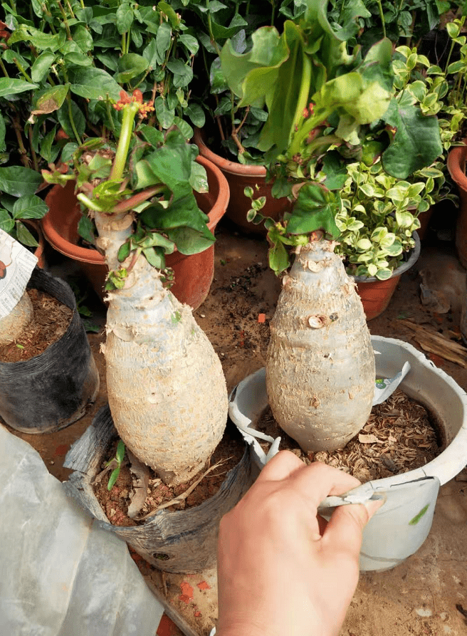 佛肚海棠 大肚海棠植物,佛肚海棠花盆栽四季开花好养植物7-10公分肚子