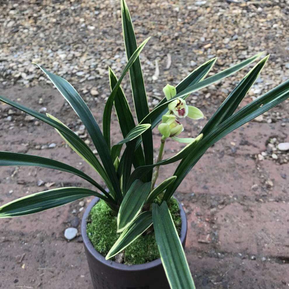 沭之美兰花苗 春兰彩云荷 春兰金边矮种荷瓣绿植盆栽花卉室内客厅花卉