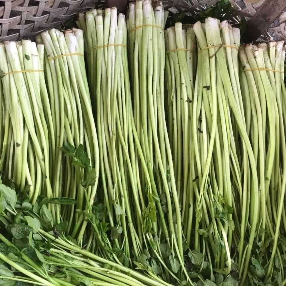 现货速发无锡水芹菜蔬菜新鲜芹菜农家自种菜小叶水芹割芹野芹时令蔬菜