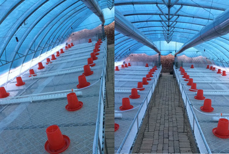 鸡用自动饮水器新款鸡苗自动饮鸭子鹅喂喝水鸡场养殖用品设备 加强版2