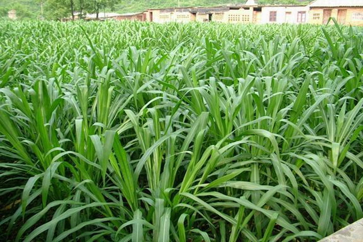 多年生牧草種子美洲雜交草狼尾草種子四季常青雞鴨鵝牛羊魚草種籽