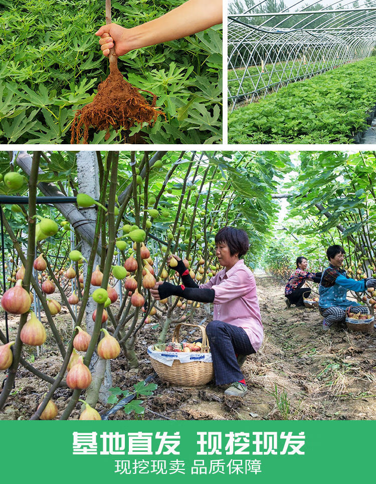 欲靜 無花果樹果苗波姬紅特大盆栽地栽矮化南方北方當年結果無花果苗