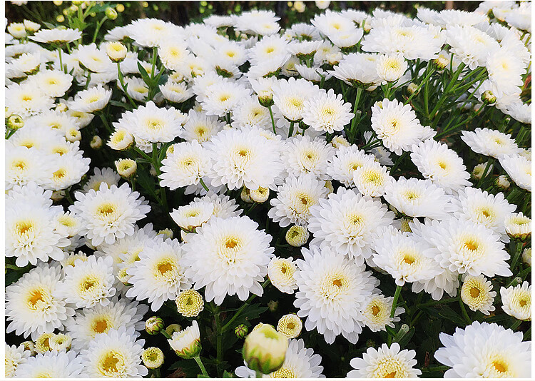 杭白菊 桐乡特级正宗杭州原产罐散装大朵菊花茶胎菊 两罐杭白菊