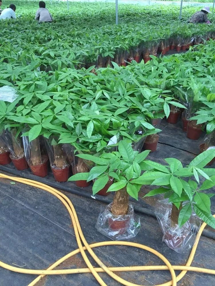 发财树盆栽四季常青绿植大号植物苗好养易活室内客厅花卉基地直销