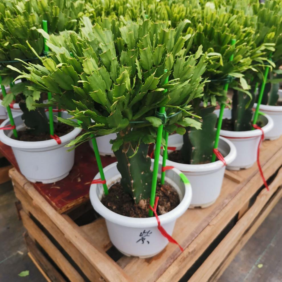 中梦绿化庭院室内美化仙人掌三角柱箭龙骨嫁接蟹爪兰盆栽多年生锦上添