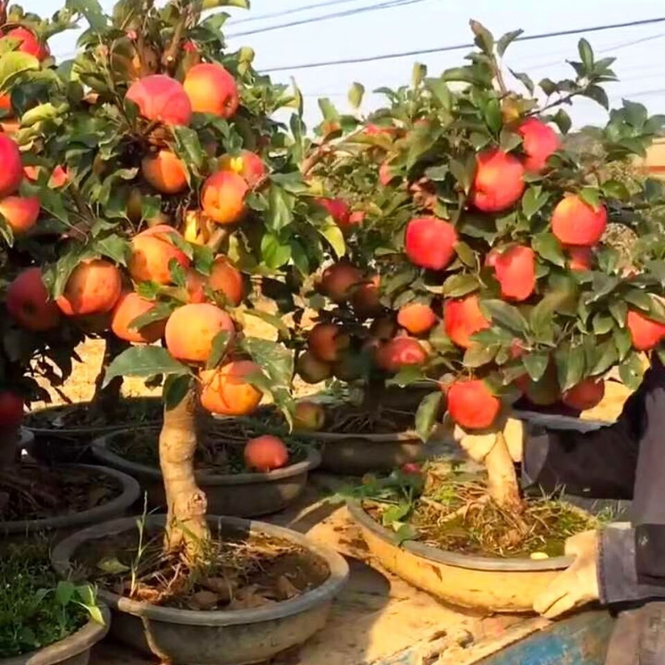 精选苹果盆景矮化富士苹果树苗矮化盆栽树苗当年结果盆栽苹果树苗澳洲