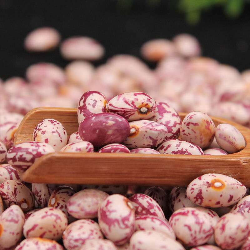 云南雀蛋豆农家自种花生豆雀蛋豆奶花豆红花豆孔雀豆21年新雀蛋豆 1斤