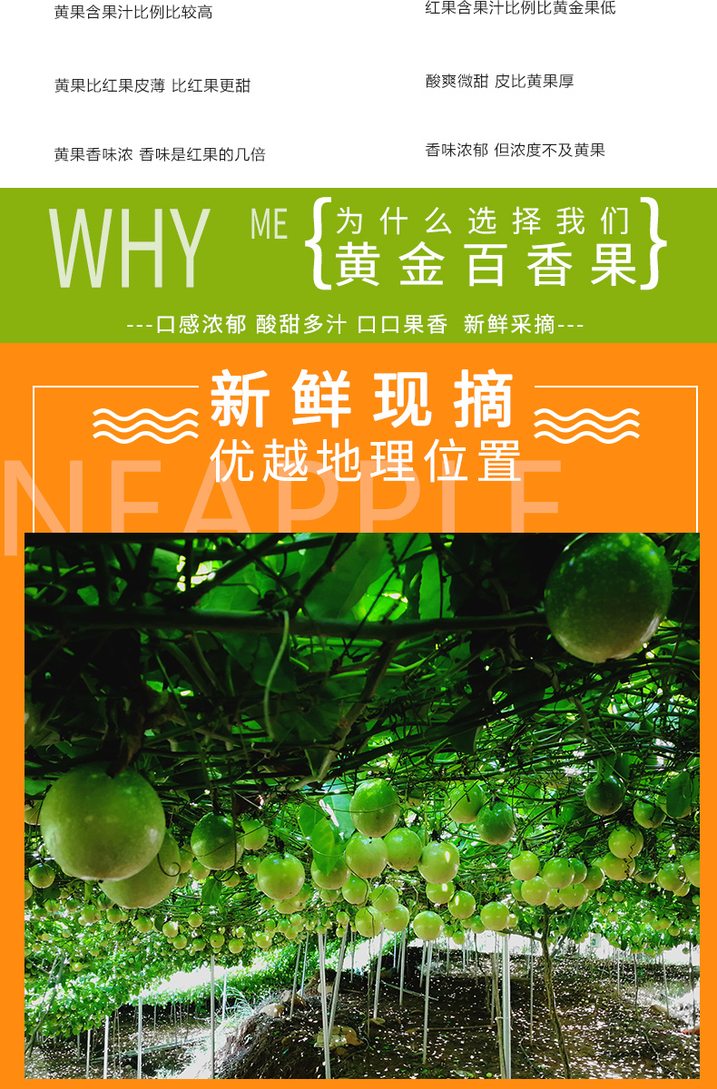 晶太太黄金百香果水果新鲜一级大果当季整箱特级白香果酱甜原浆z1斤