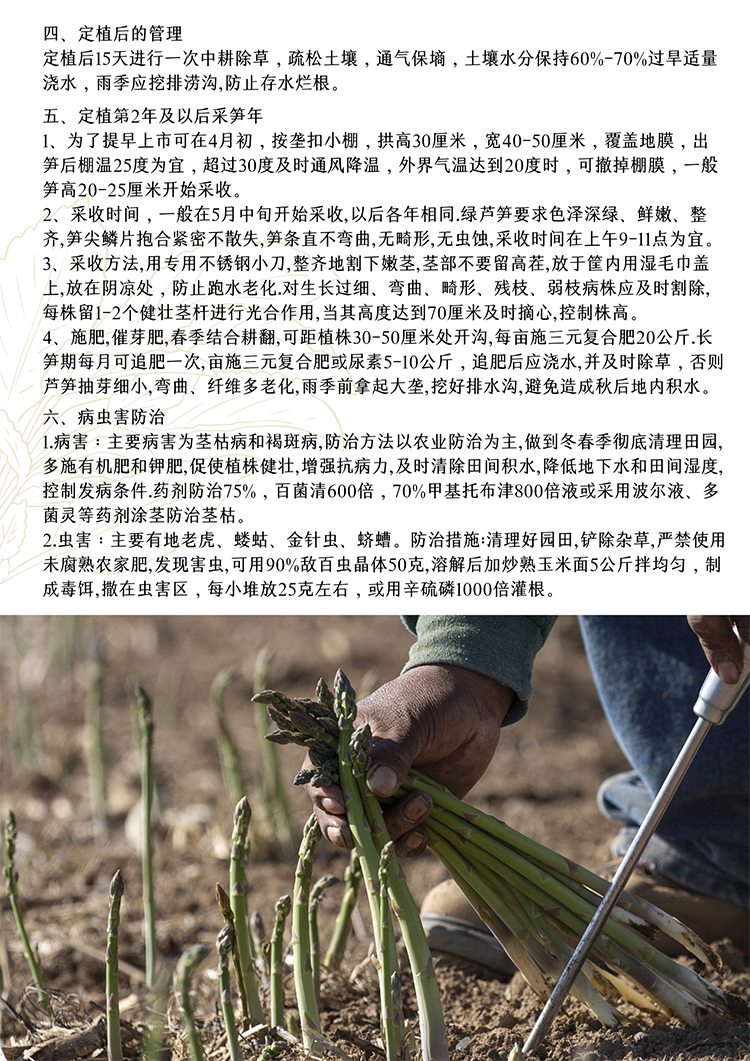 【进口芦笋种子】世界十大名菜之一 "蔬菜" 石刁柏种子 鹰牌 芦笋20粒