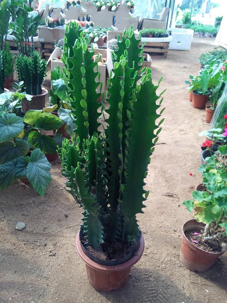 芊阙龙骨室内观赏植物绿植花卉鲜花盆栽盆景仙人多肉植物盆景30到40