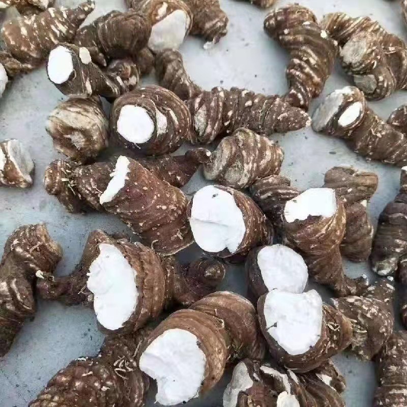 静谧药材种子种苗 七叶一枝花 华重楼种籽独角莲种子 滇重楼种子 红籽