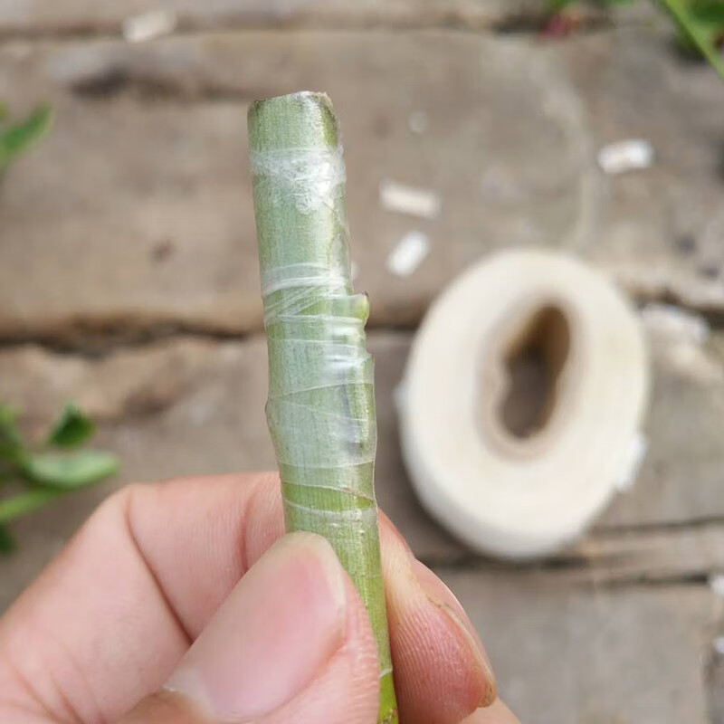 泰西丝 糯米纸嫁接膜带芽枝接树专用缠绕薄膜果树自粘式胶带免拆d5 1