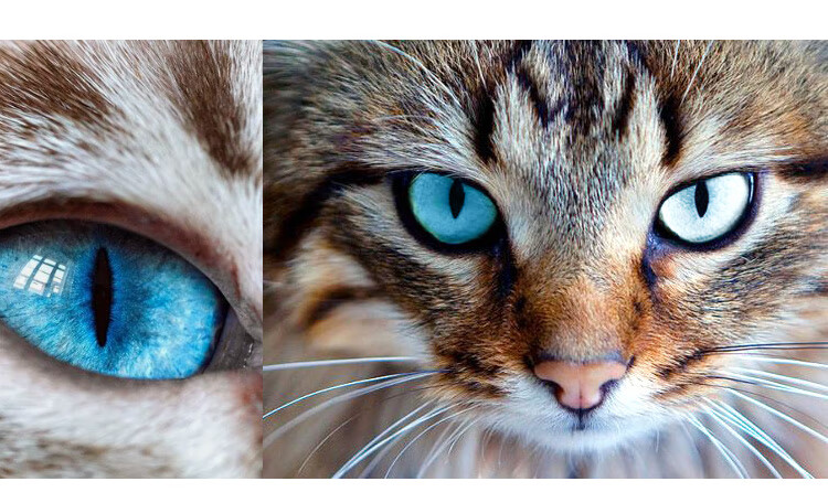 周定福异瞳耳钉女猫眼2022年新款潮轻奢感个性设计夏银针 异瞳耳钉(蓝