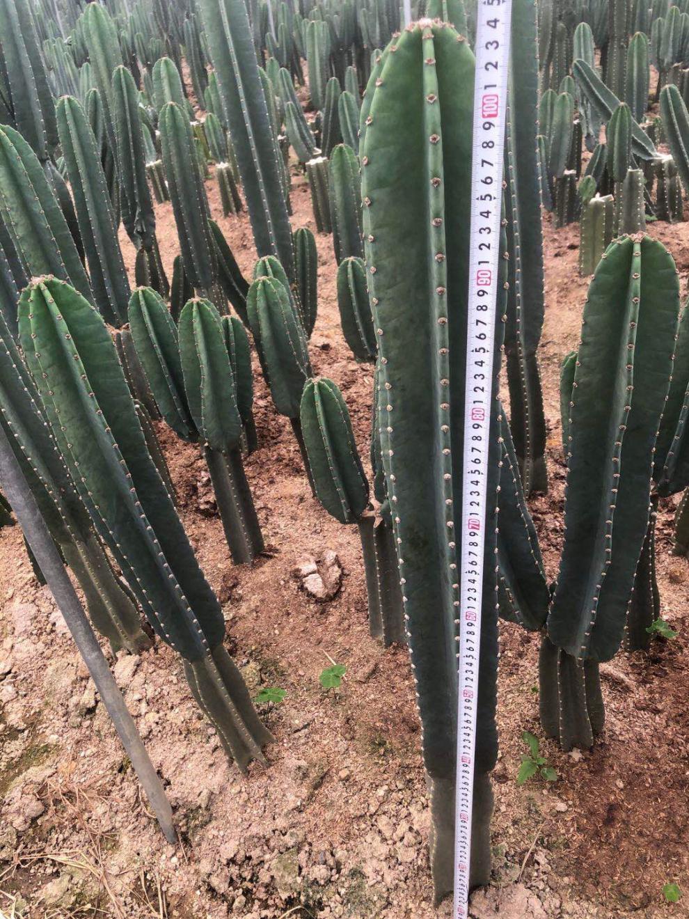 量天尺仙人掌仙人柱多肉盆栽植物网红北欧风中大型客厅办室内盆栽朵芮