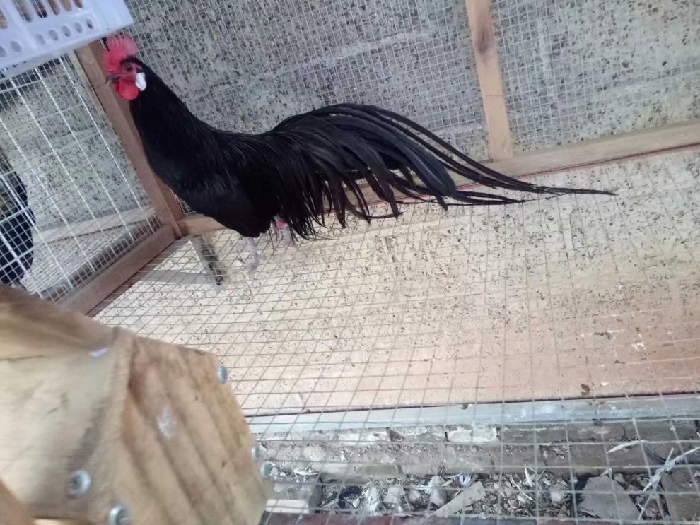 鸡苗活体白黑色日本长尾鸡种蛋受精蛋可孵化小鸡观赏鸡苗受精种蛋