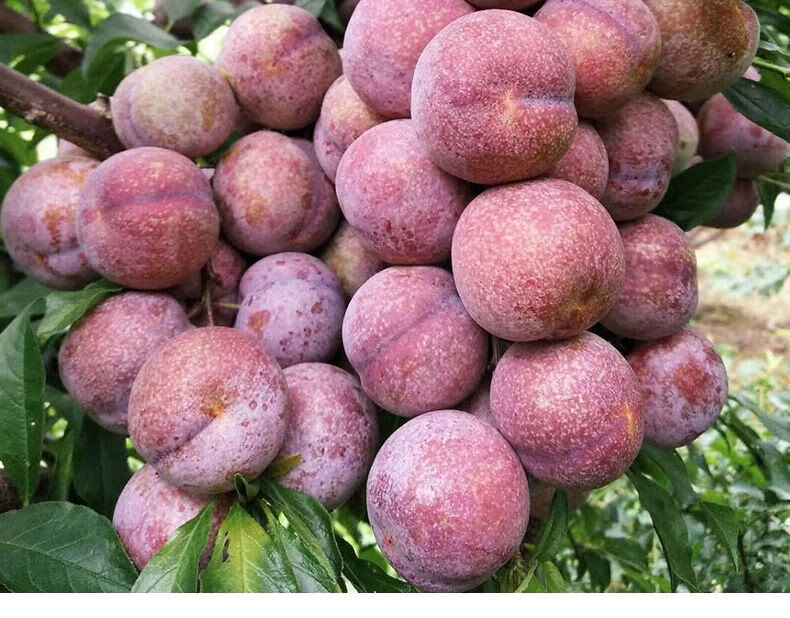 红心李三华李双华李子青脆甜李芙蓉李新鲜孕妇水果脱骨李子 50份5斤