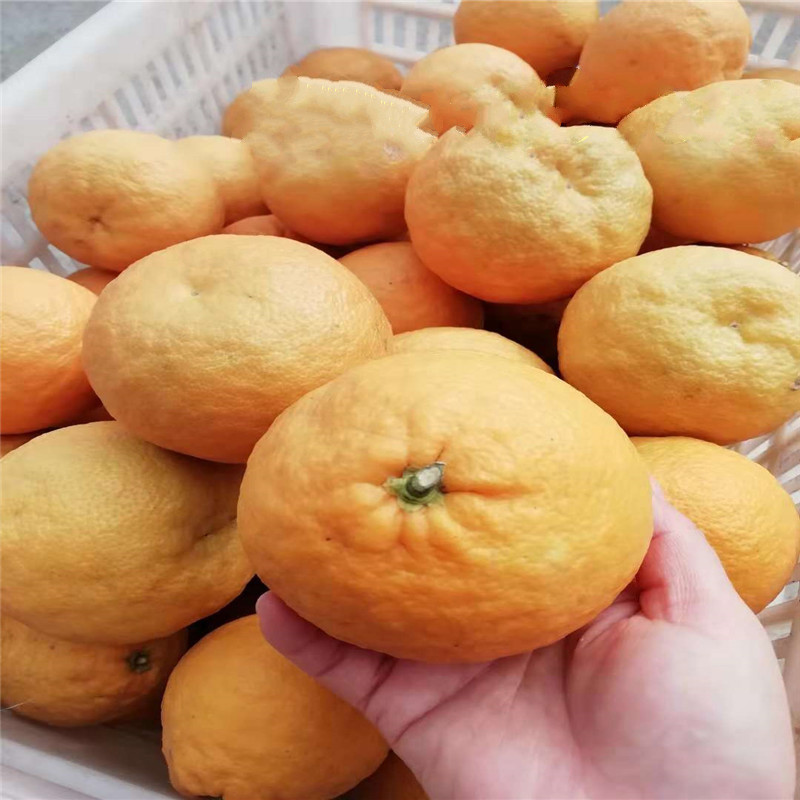 湖北酸抛柑 臭皮柑 抛柑新鲜 孕妇黄皮水果 酸泡柑 泡 臭皮柑酸抛柑 5