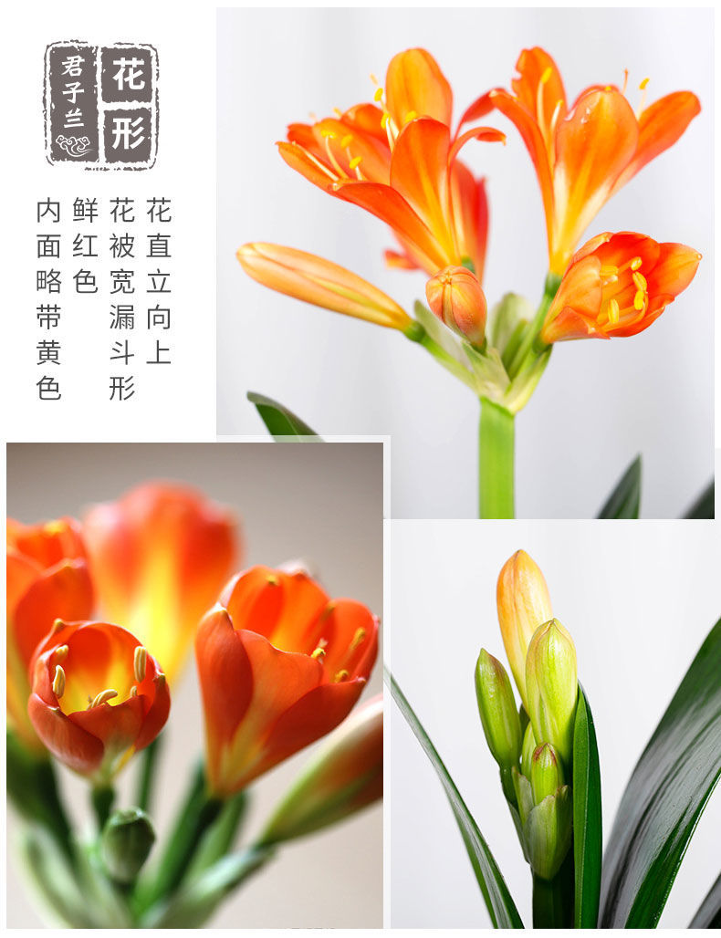 【现货现发】君子兰盆栽易养活四季常青客厅室内绿植盆景花卉 满堂红