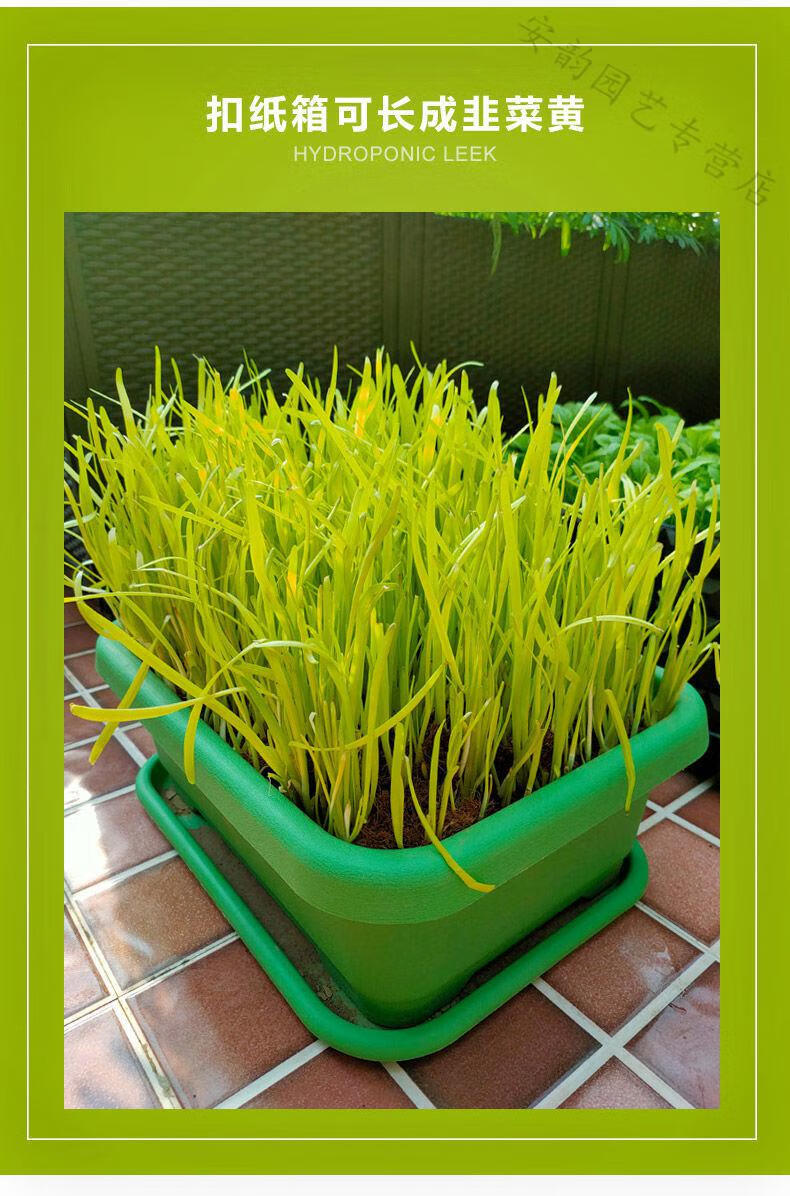 水培韭菜盆栽韭菜根花盆套装紫根红根韭菜种子宽叶韭菜苗南宫韭黄 香