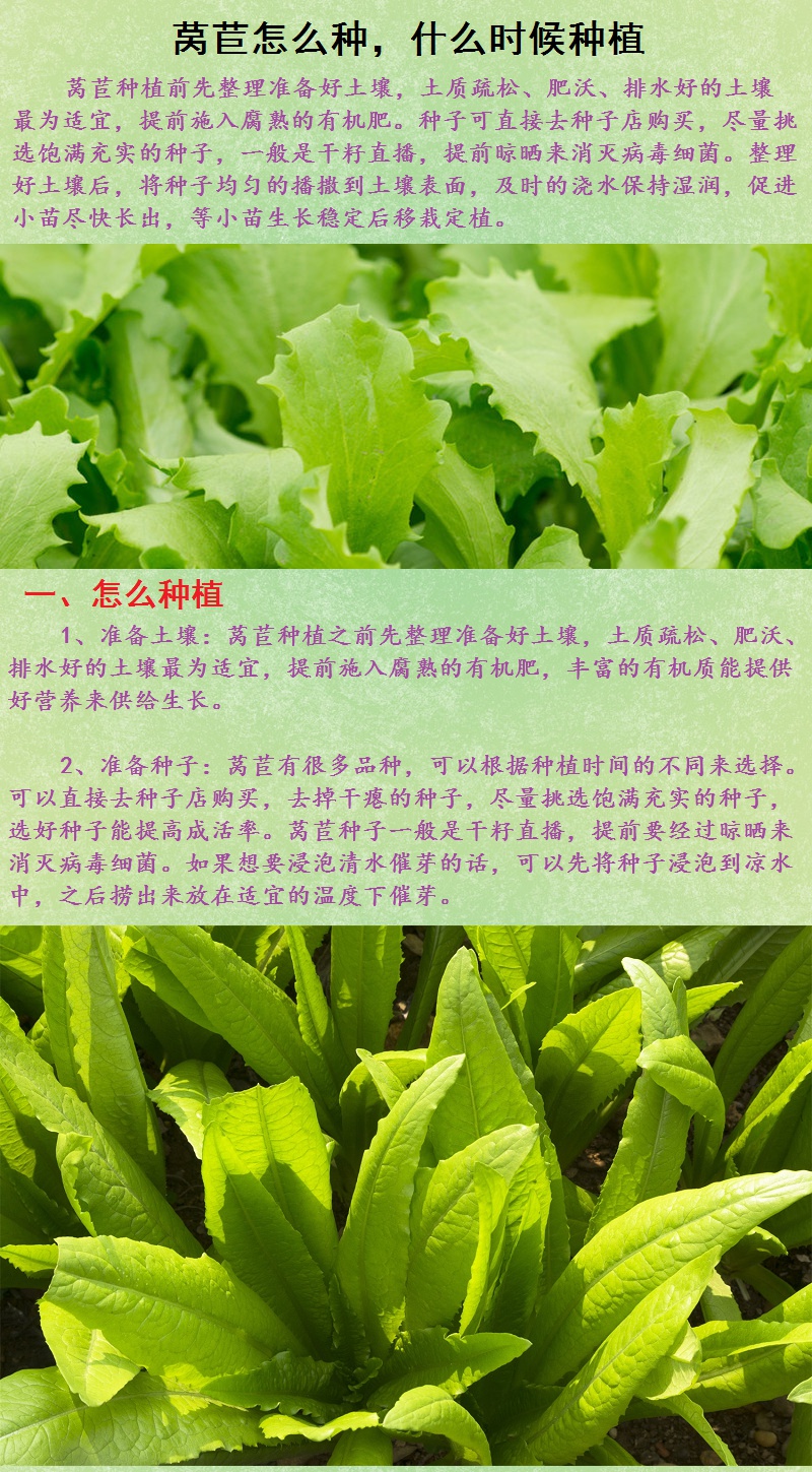 红皮莴笋种籽四季蔬菜种子越冬早春莴笋菜籽种耐寒耐热青菜种子全春秋