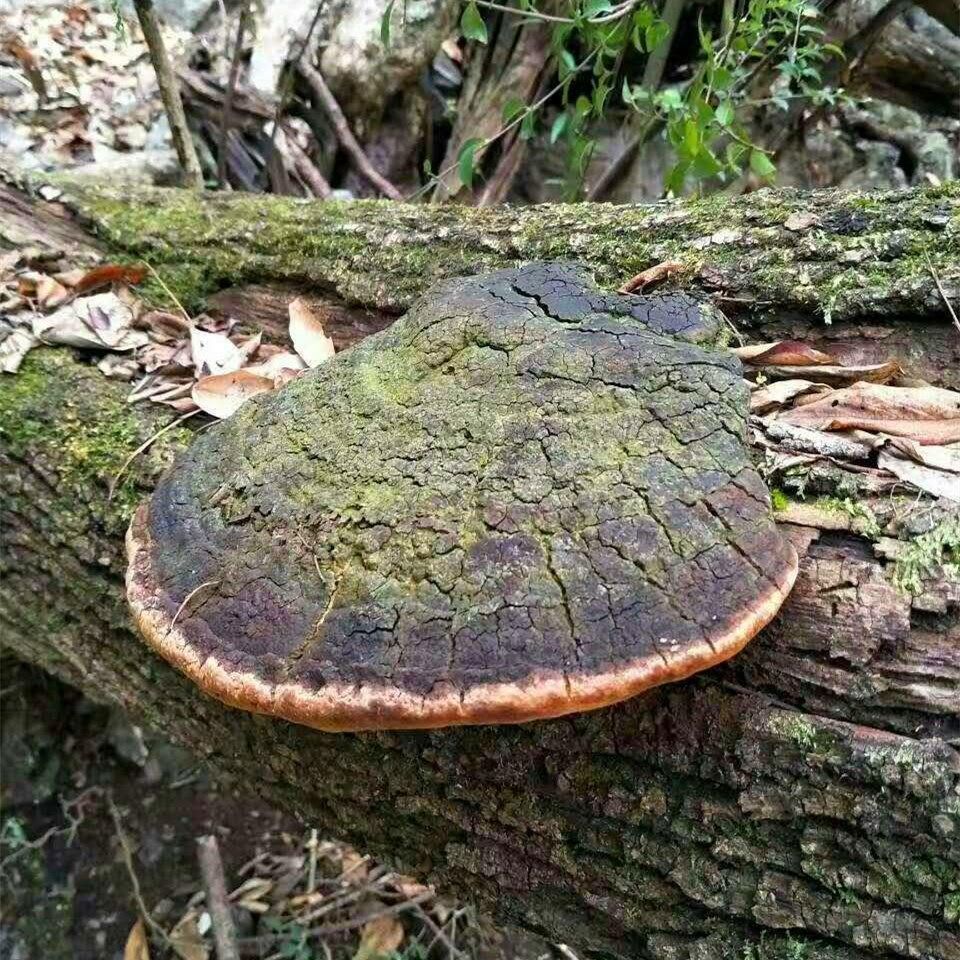 西藏野生桑黄桑树桑黄灵芝金边桑黄灵芝野生桑树桑黄金边桑黄桑黄小