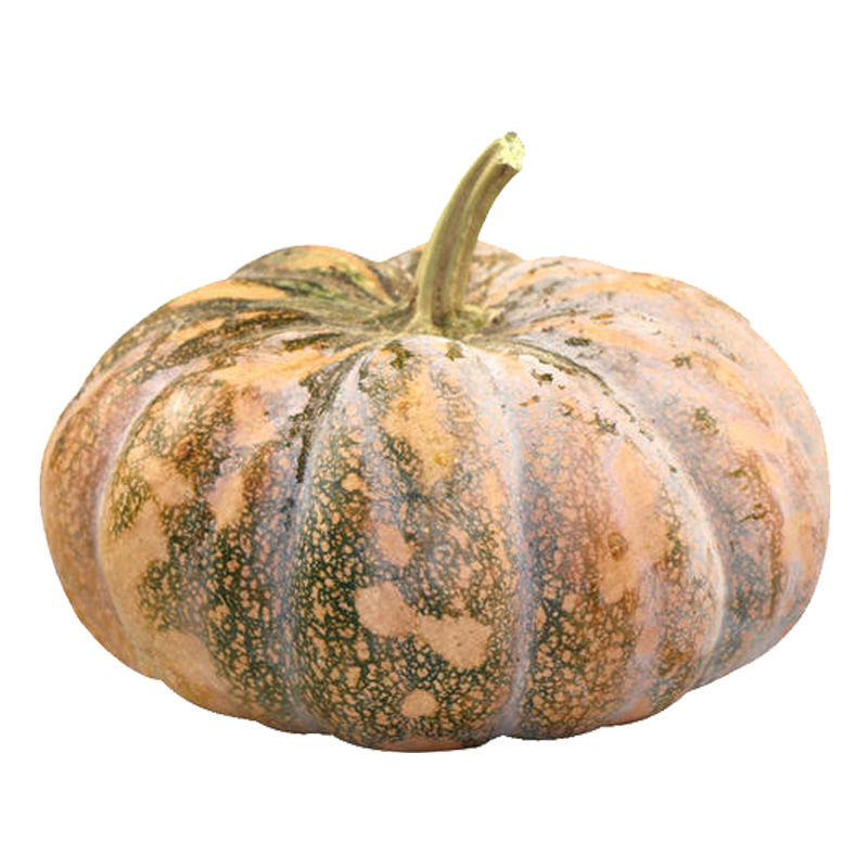 南瓜粉面大南瓜种子四季播种蔬菜种子庭院楼顶种植蔬菜 磨盘南瓜种子