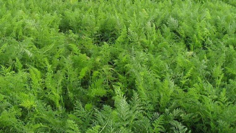 甘草种子 纯新中药材种苗新疆红皮甘草种苗四季种植 草甜根子 甘草