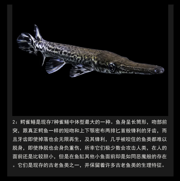 族萃精品鱷雀鱔觀賞魚中大型尖嘴鱷兇猛福鱷巨型淡水魚加飼料寵物金魚