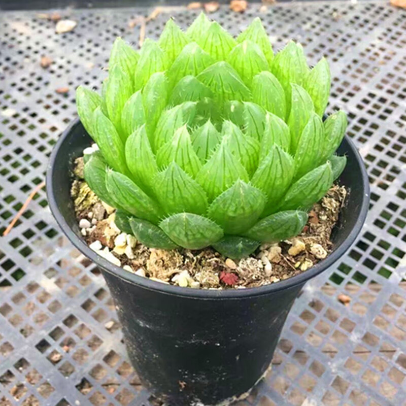樱水晶玉露多肉植物盆栽花卉绿植十二卷属冰灯玉露 姬玉露 冰灯玉露一